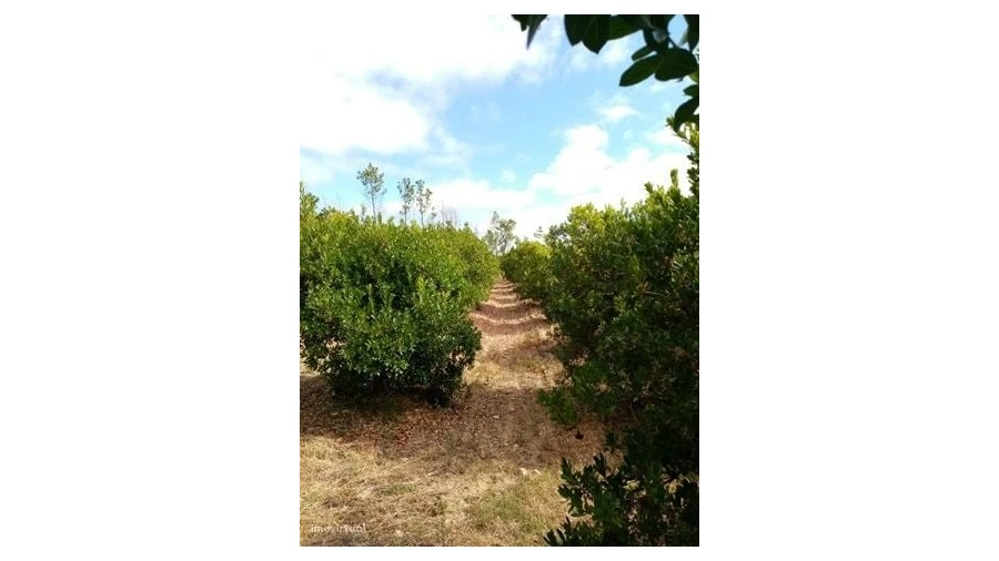 Quinta para Venda em Mação, Penhascoso e Aboboreira Foto 6