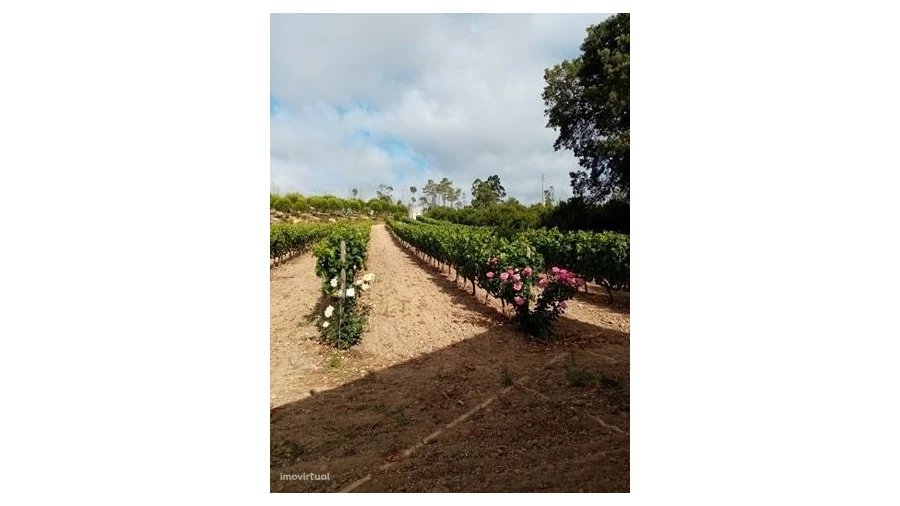 Quinta para Venda em Mação, Penhascoso e Aboboreira Foto 13