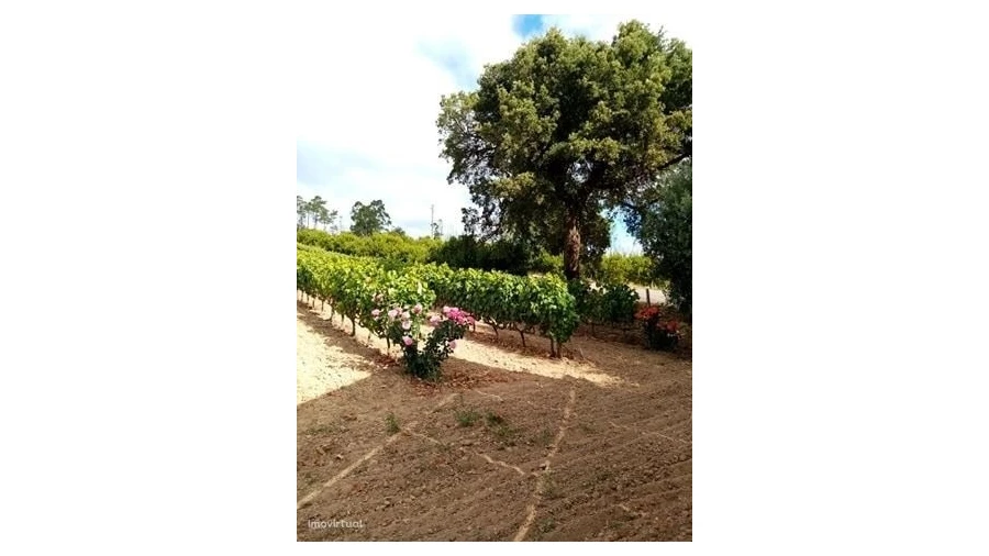 Quinta para Venda em Mação, Penhascoso e Aboboreira Foto 14