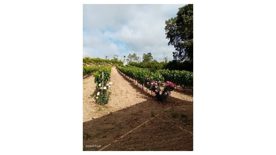 Quinta para Venda em Mação, Penhascoso e Aboboreira Foto 16