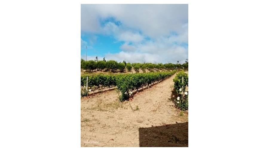 Quinta para Venda em Mação, Penhascoso e Aboboreira Foto 17