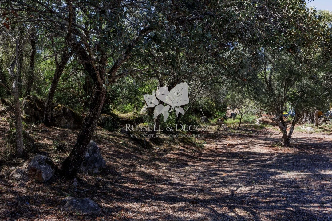 Quinta T3 para Venda em Santa Barbara de Nexe Foto 23
