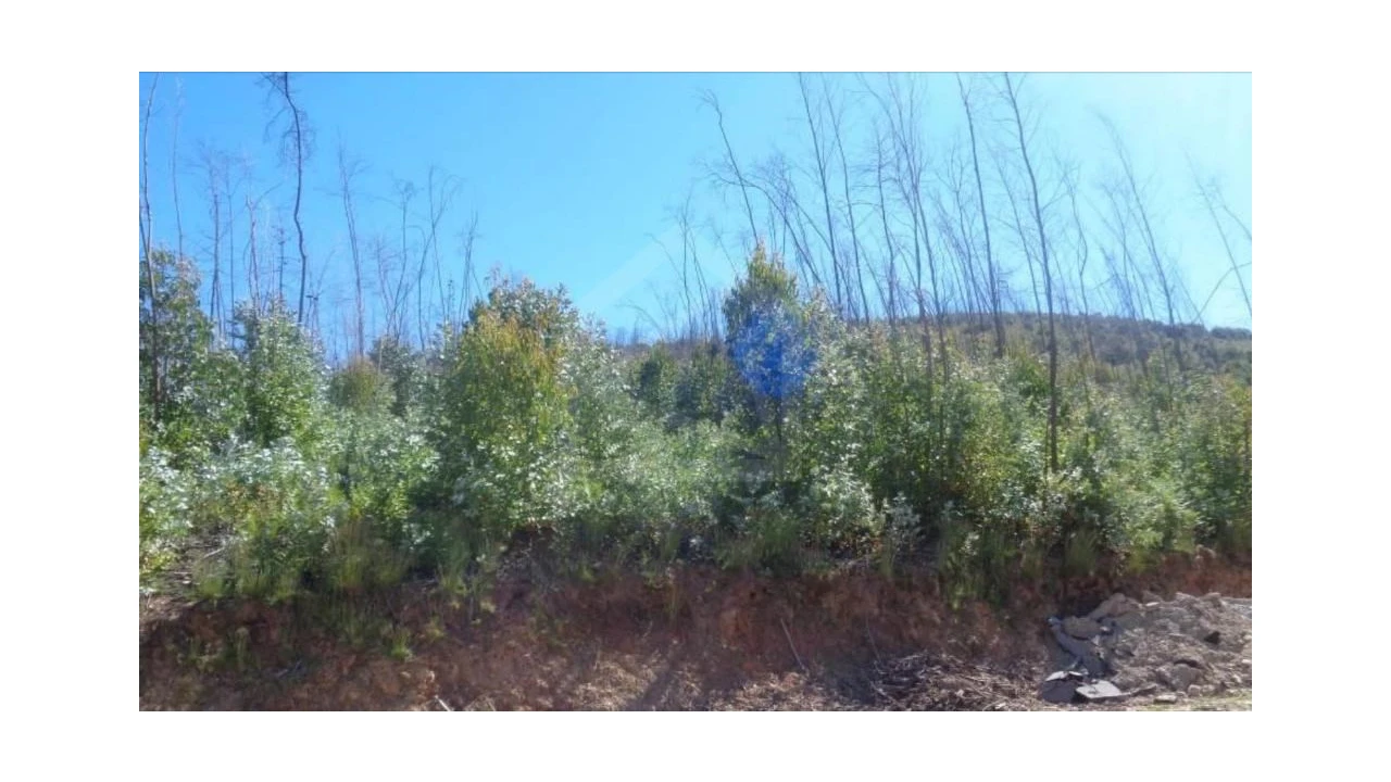 Terreno Agricola ou Rústico para Venda em Raiva, Pedorido e Paraíso Foto 3