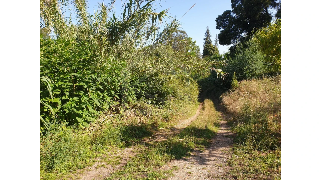 Terreno para Venda em Águeda e Borralha Foto 7