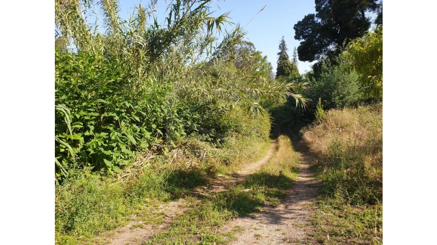 Terreno para Venda em Águeda e Borralha Foto 7