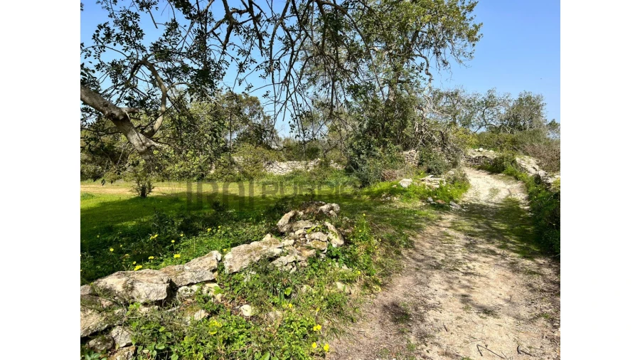 Terreno Agricola ou Rústico para Venda em Loule (São Clemente) Foto 7