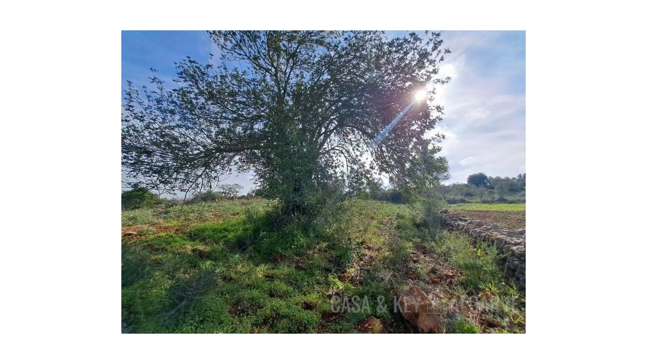 Terreno para Venda em São Bartolomeu de Messines Foto 11