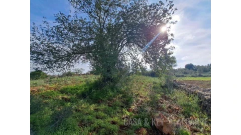 Terreno para Venda em São Bartolomeu de Messines