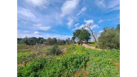 Terreno para Venda em São Bartolomeu de Messines