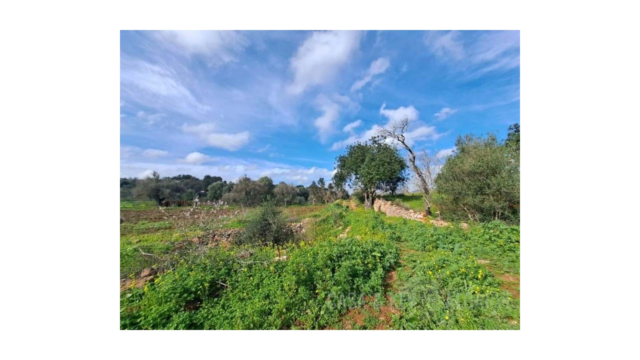 Terreno para Venda em São Bartolomeu de Messines Foto 6