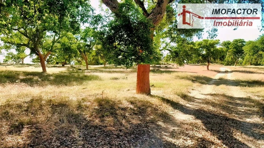 Quinta para Venda em São Miguel de Acha Foto 22