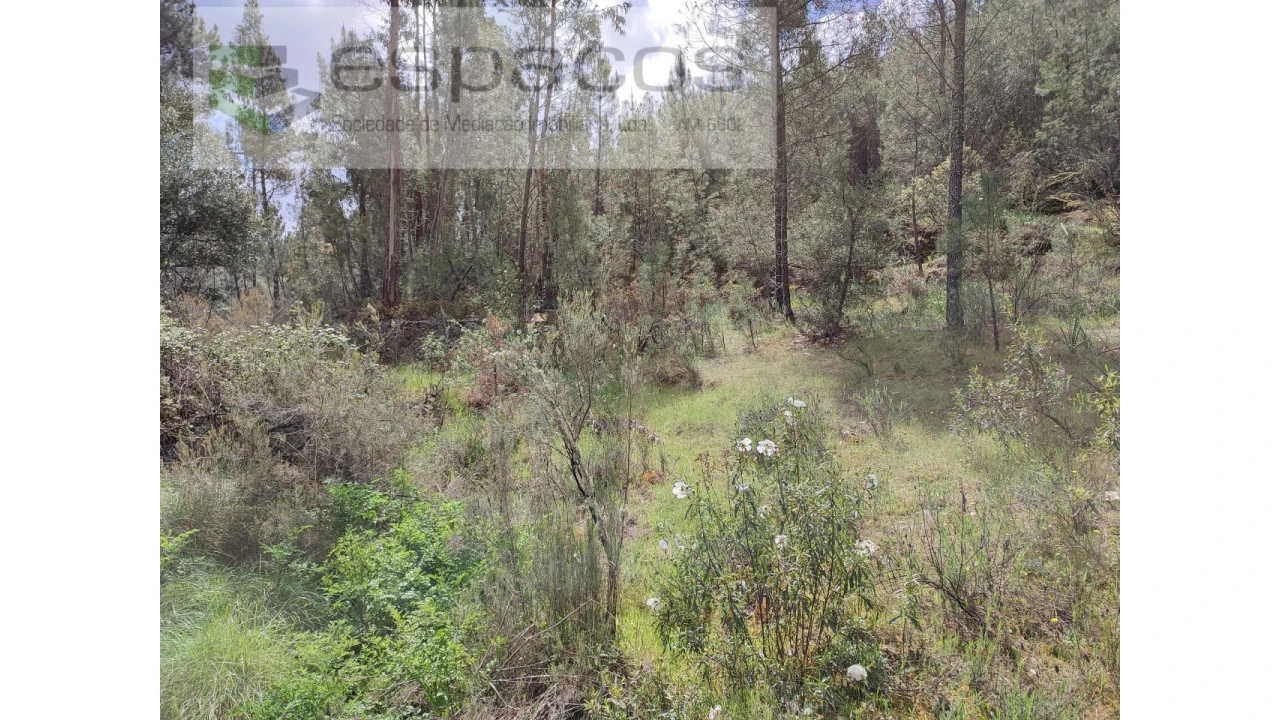 Terreno Agricola ou Rústico para Venda em Benquerenças Foto 2