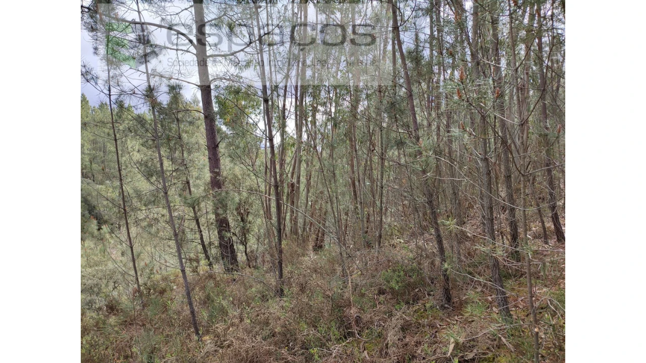 Terreno Agricola ou Rústico para Venda em Benquerenças Foto 4