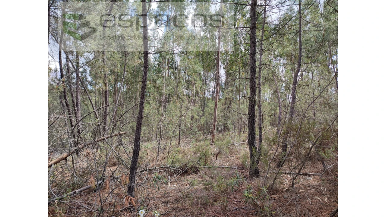 Terreno Agricola ou Rústico para Venda em Benquerenças Foto 5