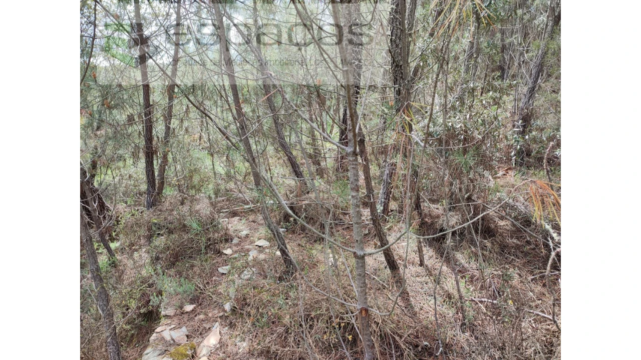 Terreno Agricola ou Rústico para Venda em Benquerenças Foto 7