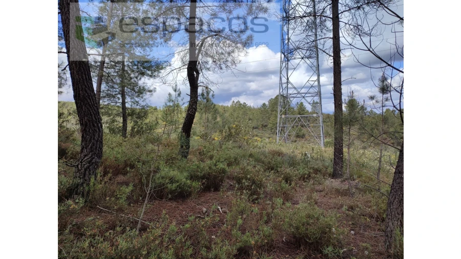 Terreno Agricola ou Rústico para Venda em Benquerenças Foto 3