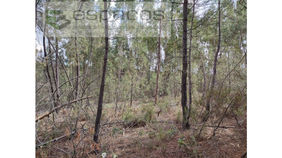 Terreno Agricola ou Rústico para Venda em Benquerenças Foto 5