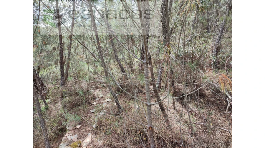 Terreno Agricola ou Rústico para Venda em Benquerenças Foto 7