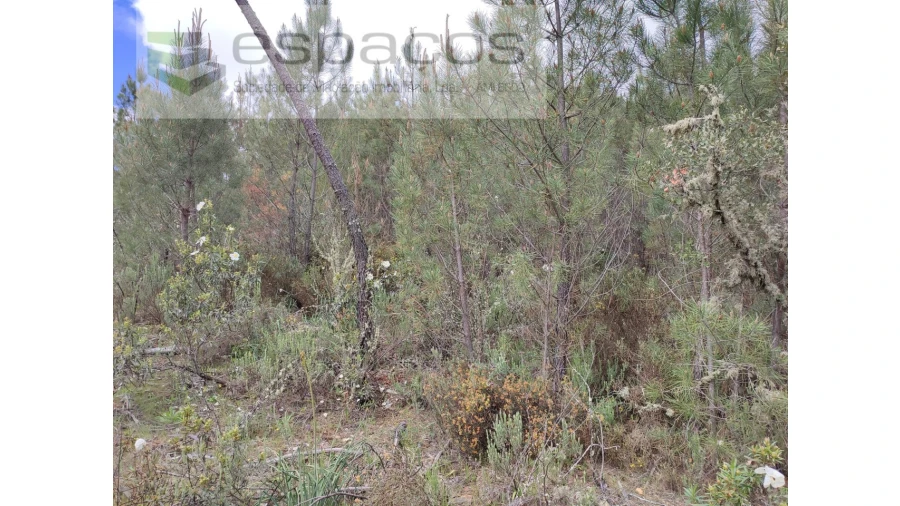 Terreno Agricola ou Rústico para Venda em Benquerenças Foto 8