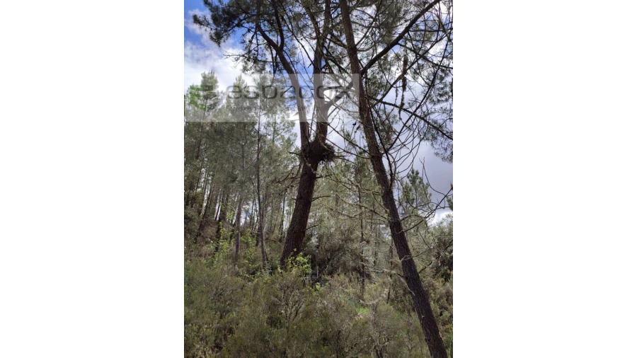 Terreno Agricola ou Rústico para Venda em Benquerenças Foto 9