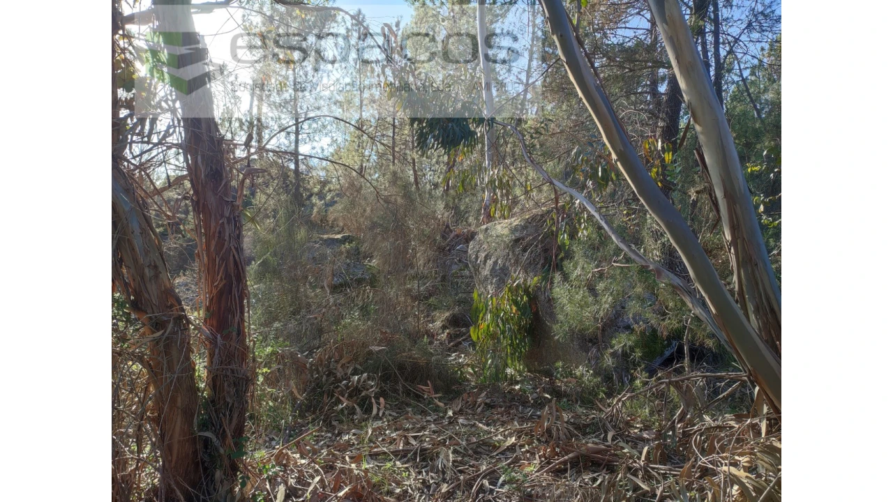 Terreno Agricola ou Rústico para Venda em Salgueiro do Campo Foto 7