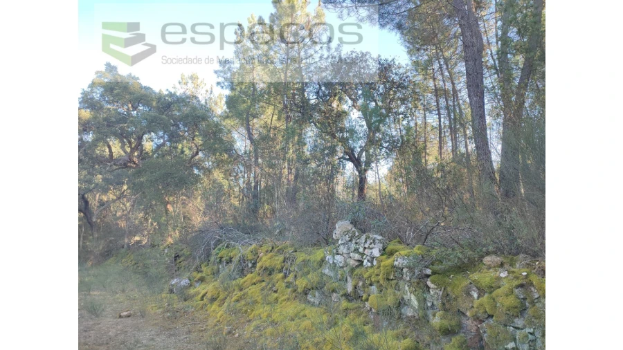 Terreno Agricola ou Rústico para Venda em Salgueiro do Campo Foto 2