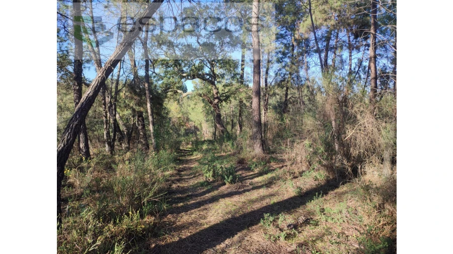 Terreno Agricola ou Rústico para Venda em Salgueiro do Campo Foto 3