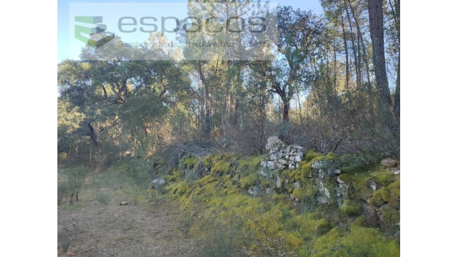 Terreno Agricola ou Rústico para Venda em Salgueiro do Campo Foto 4