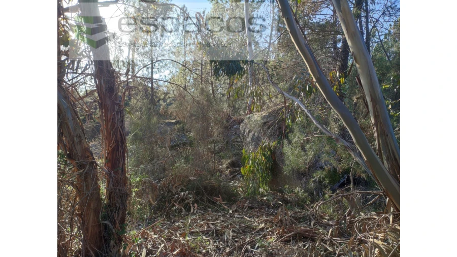 Terreno Agricola ou Rústico para Venda em Salgueiro do Campo Foto 7