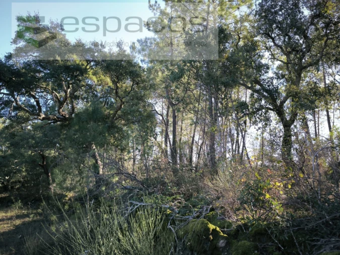 Terreno Agricola ou Rústico para Venda em Salgueiro do Campo Foto 7