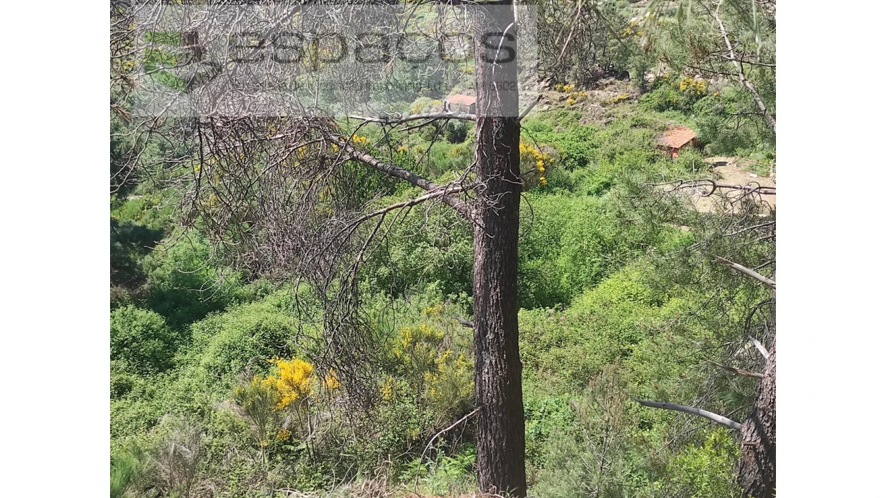 Terreno Agricola ou Rústico para Venda em São Vicente da Beira Foto 7
