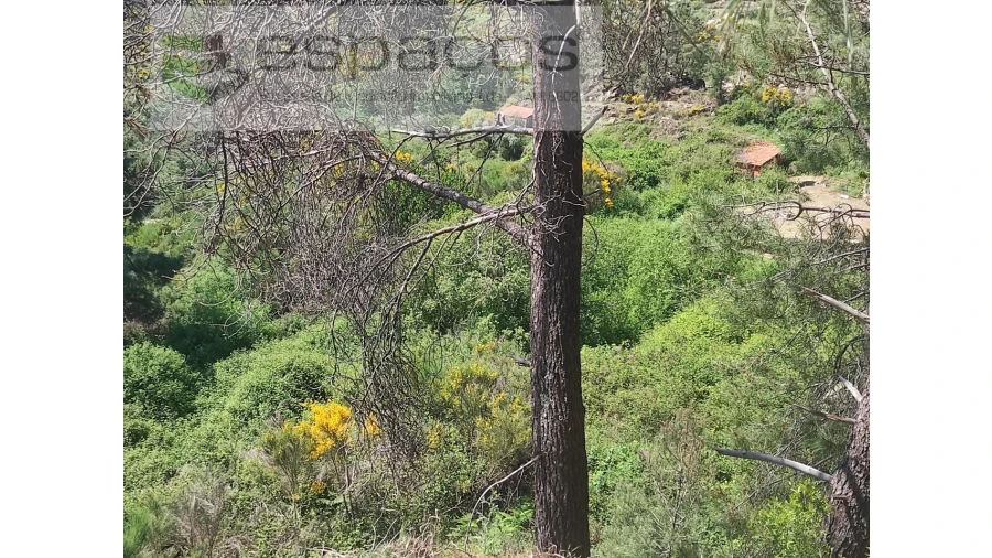 Terreno Agricola ou Rústico para Venda em São Vicente da Beira Foto 7