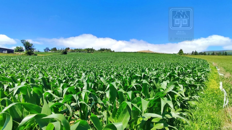Terreno Agricola ou Rústico para Venda em Lagoa (Santa Cruz) Foto 15