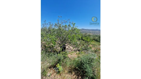 Terreno para Venda em Conceição e Estoi