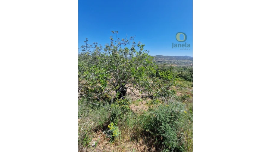 Terreno para Venda em Conceição e Estoi Foto 14