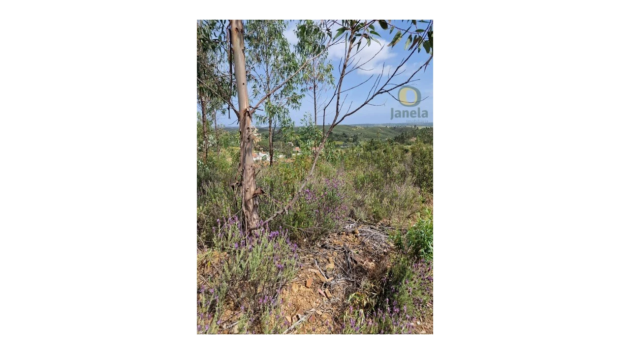 Quinta T3 para Venda em Mexilhoeira Grande Foto 5