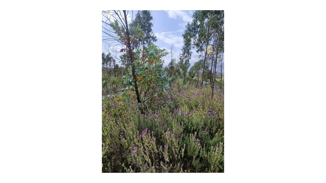 Quinta T3 para Venda em Mexilhoeira Grande Foto 8