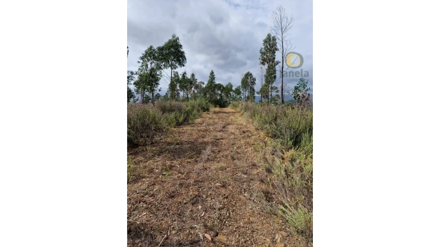 Quinta T3 para Venda em Mexilhoeira Grande Foto 3