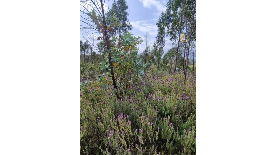 Quinta T3 para Venda em Mexilhoeira Grande Foto 8