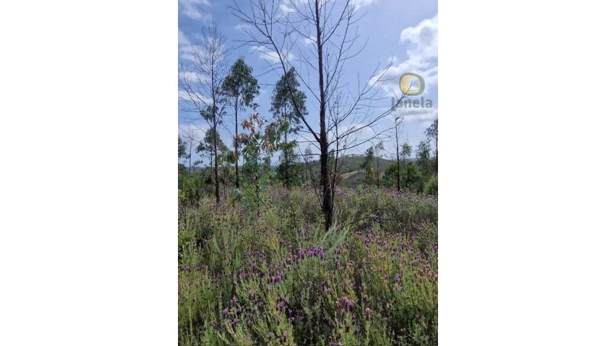 Quinta T3 para Venda em Mexilhoeira Grande Foto 10