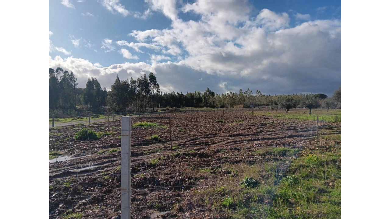 Terreno Agricola ou Rústico para Venda em Mação, Penhascoso e Aboboreira Foto 3