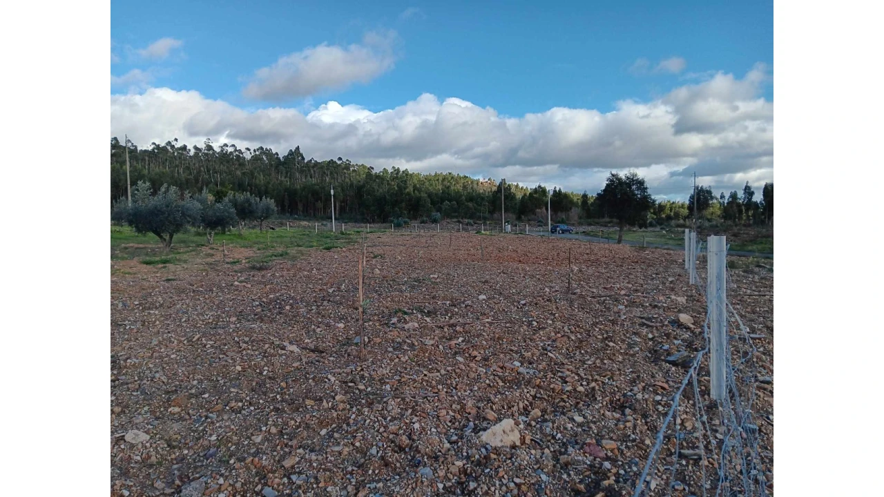 Terreno Agricola ou Rústico para Venda em Mação, Penhascoso e Aboboreira Foto 5