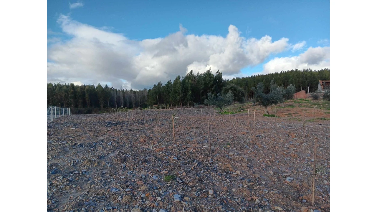 Terreno Agricola ou Rústico para Venda em Mação, Penhascoso e Aboboreira Foto 7