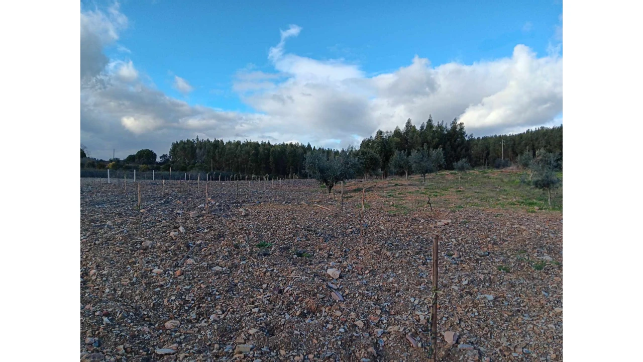 Terreno Agricola ou Rústico para Venda em Mação, Penhascoso e Aboboreira Foto 9