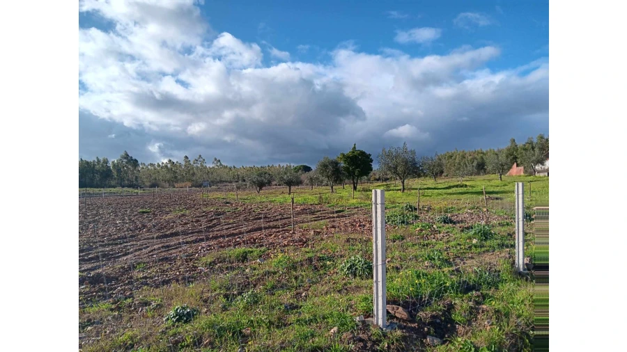 Terreno Agricola ou Rústico para Venda em Mação, Penhascoso e Aboboreira Foto 4