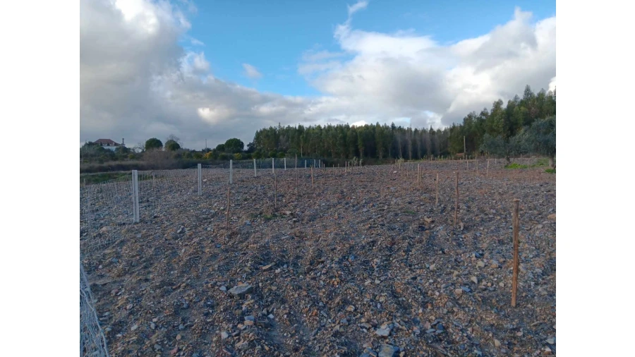 Terreno Agricola ou Rústico para Venda em Mação, Penhascoso e Aboboreira Foto 6
