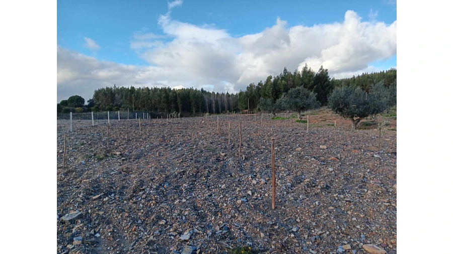 Terreno Agricola ou Rústico para Venda em Mação, Penhascoso e Aboboreira Foto 8