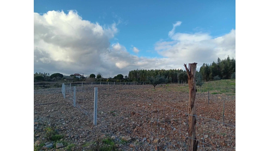 Terreno Agricola ou Rústico para Venda em Mação, Penhascoso e Aboboreira Foto 12