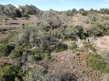 Terreno para Venda em Boliqueime