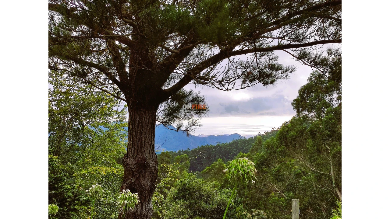 Terreno para Venda em Santo Antonio da Serra Foto 3